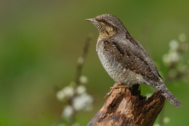 Hình ảnh minh họa ý nghĩa của từ stiffness