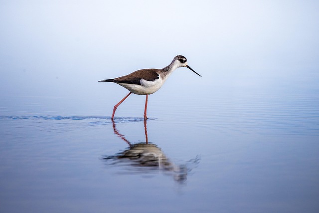 stilt
