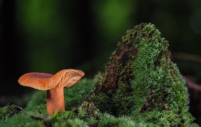 Hình ảnh minh họa ý nghĩa của từ stimulus