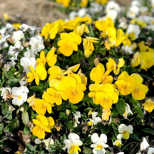 Hình ảnh minh họa ý nghĩa của từ stipulated