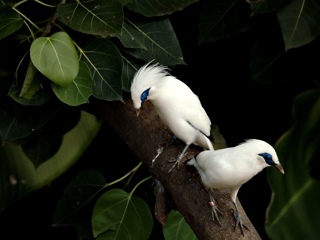 Hình minh họa stevig