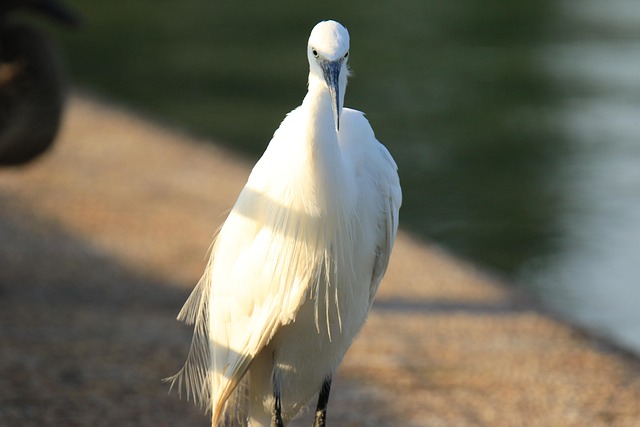 Hình ảnh minh họa ý nghĩa của từ straightforward