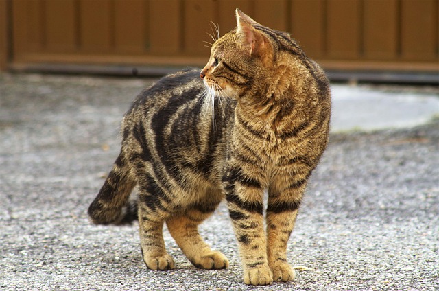 stray cat