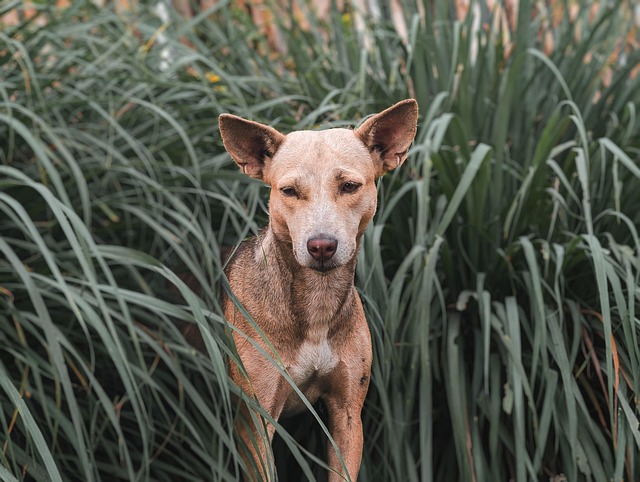 stray dog