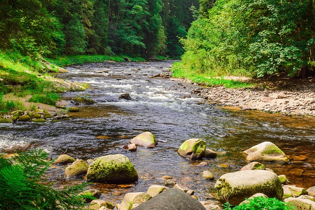 stream bank rehabilitation