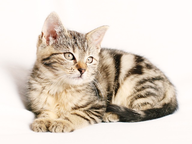 striped cat
