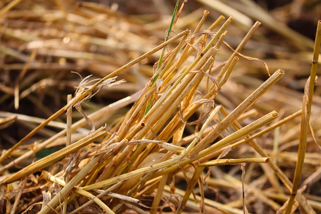stubbly