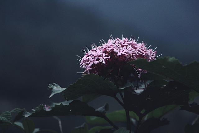 Hình ảnh minh họa ý nghĩa của từ subduing