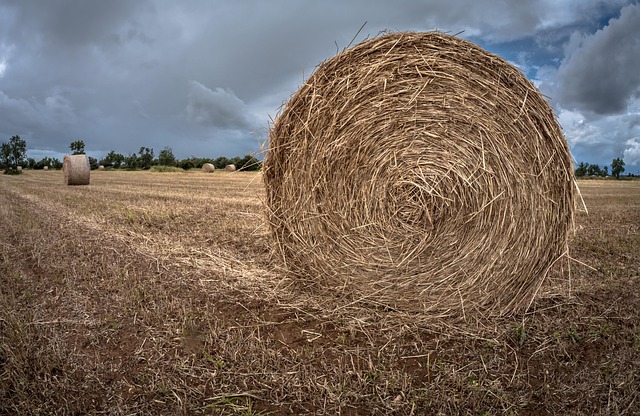 subsistence farm