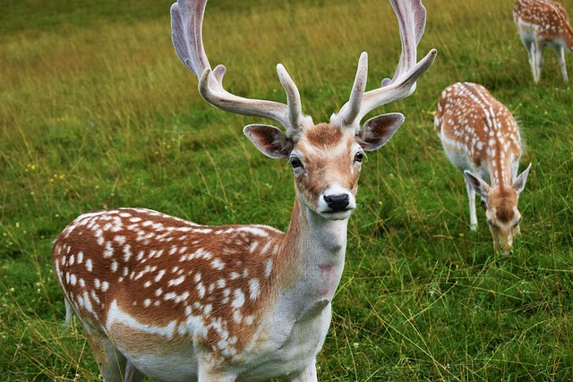 Hình ảnh minh họa ý nghĩa của từ suede