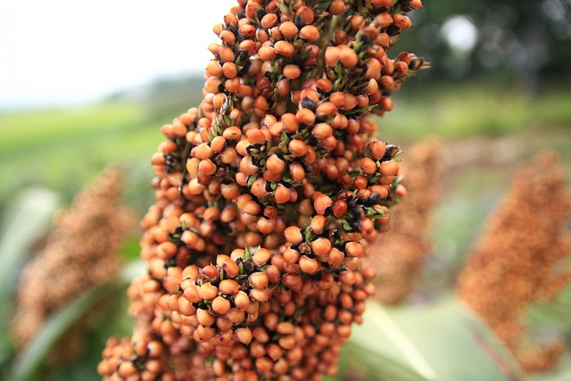sugarcane