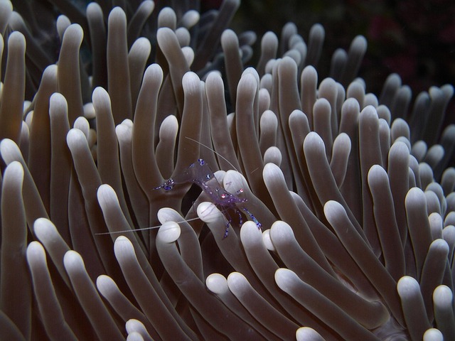 sulawesi