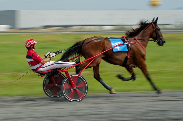 Hình ảnh minh họa ý nghĩa của từ sulcus