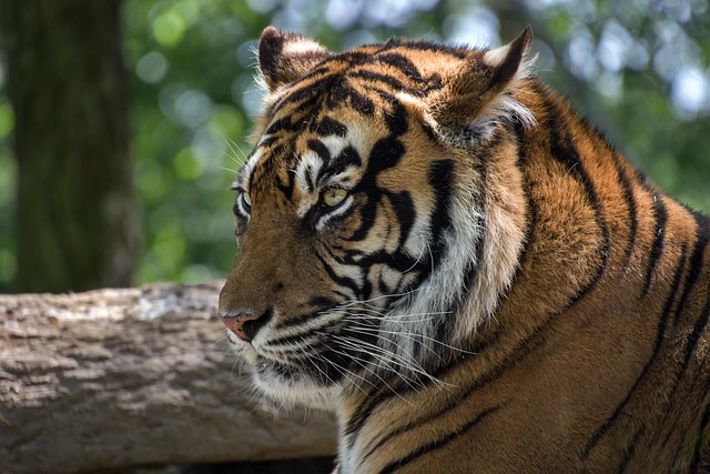 sumatran tiger