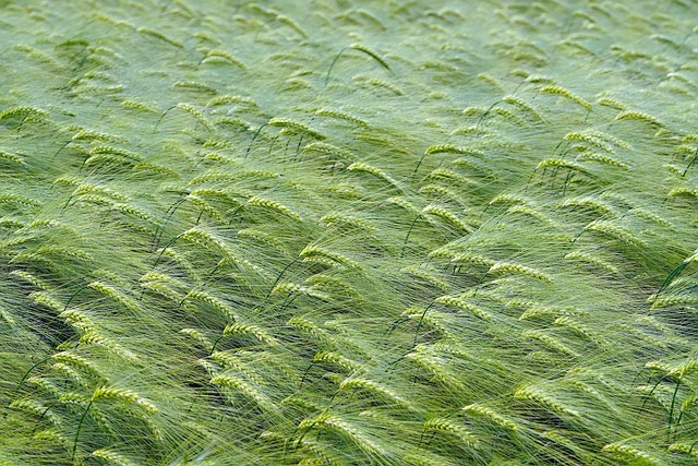 summer breeze