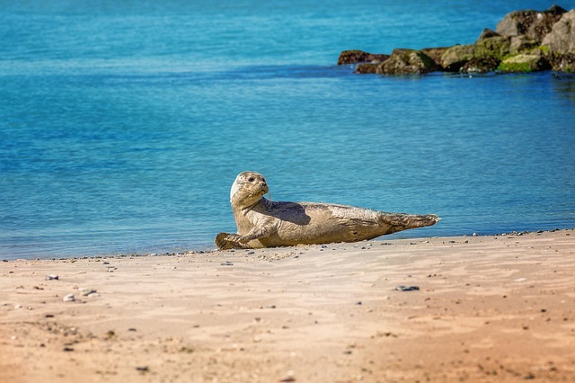 sunbathe
