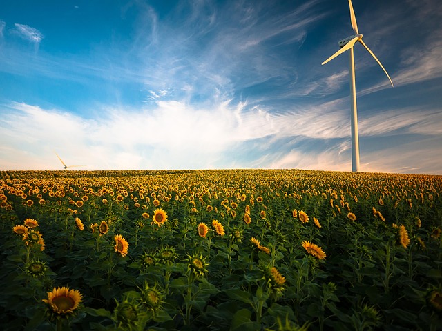 sunflower farm