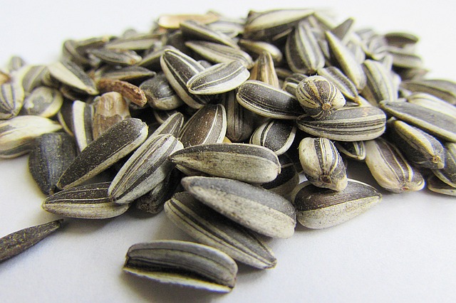 sunflower kernel