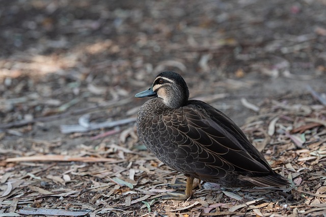 Hình ảnh minh họa ý nghĩa của từ superciliousness