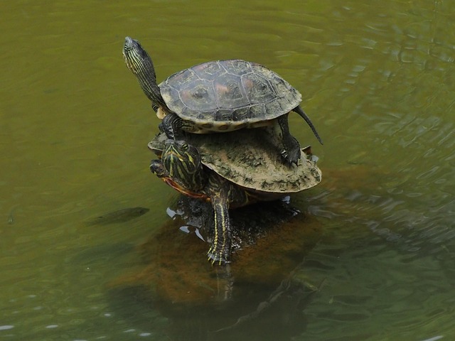 Hình ảnh minh họa ý nghĩa của từ superimpose