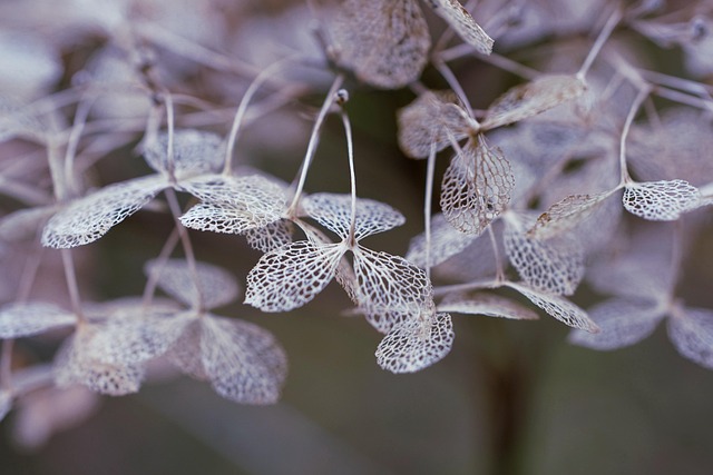 susceptible to decay