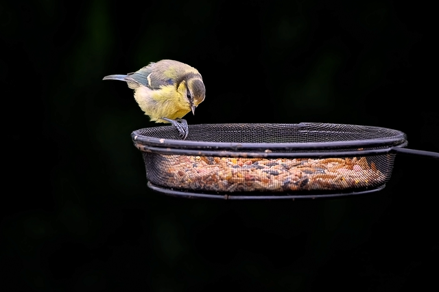 suspension feeder