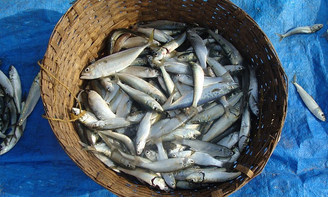 Hình ảnh minh họa ý nghĩa của từ sustainable fishing