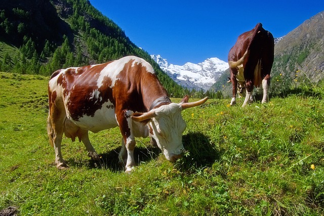 sustainable grazing