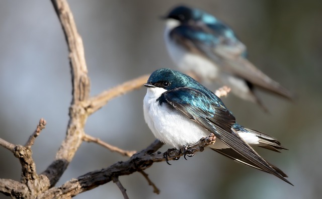 swallow up