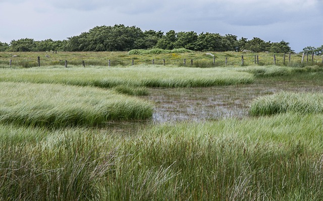 Hình ảnh minh họa ý nghĩa của từ swampy