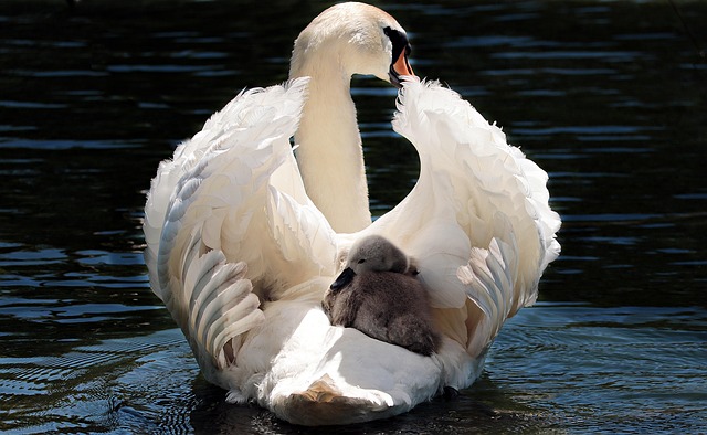 swan