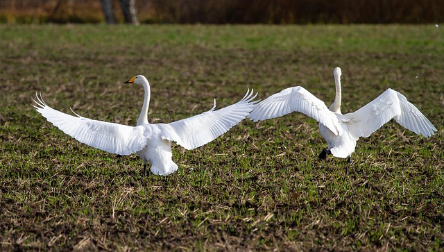 swan song