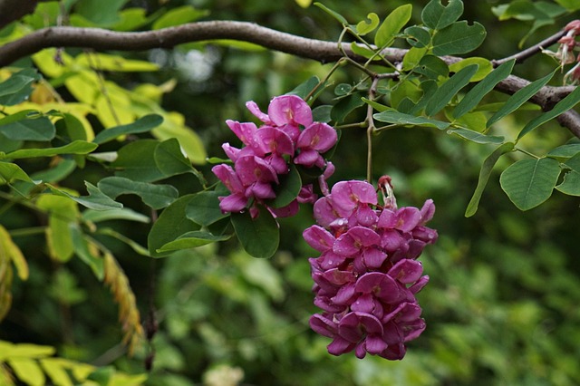 Hình ảnh minh họa ý nghĩa của từ swank