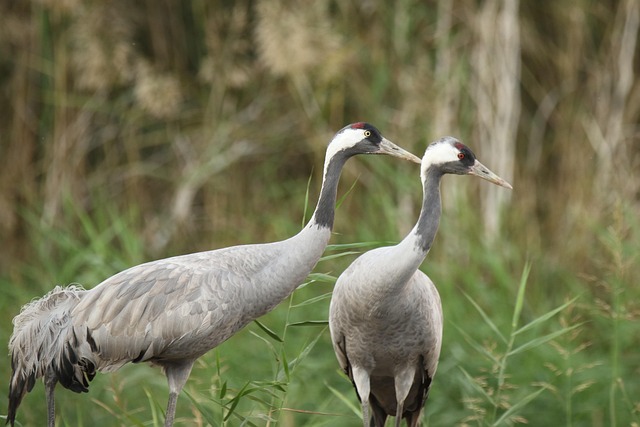 Hình ảnh minh họa ý nghĩa của từ swap