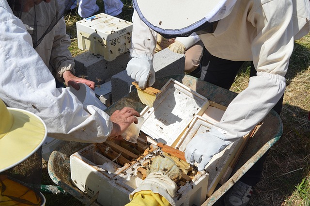 Hình ảnh minh họa ý nghĩa của từ swarming