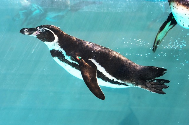 swim
