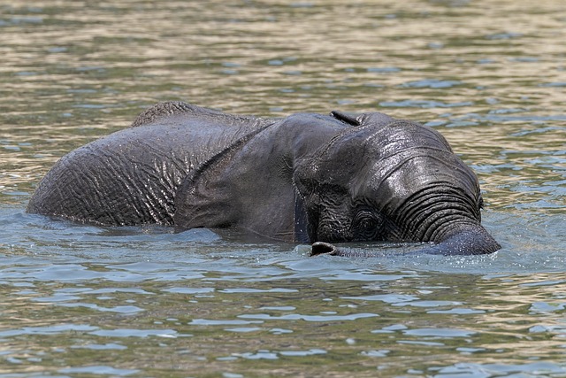 Hình ảnh minh họa ý nghĩa của từ swimming trunks