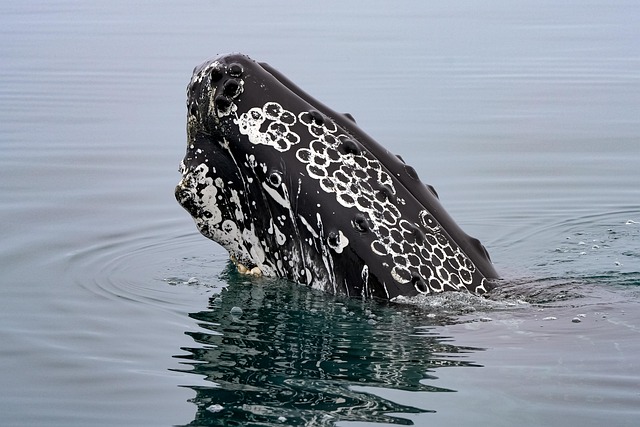 swimming whale