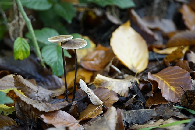 Hình ảnh minh họa ý nghĩa của từ swindling