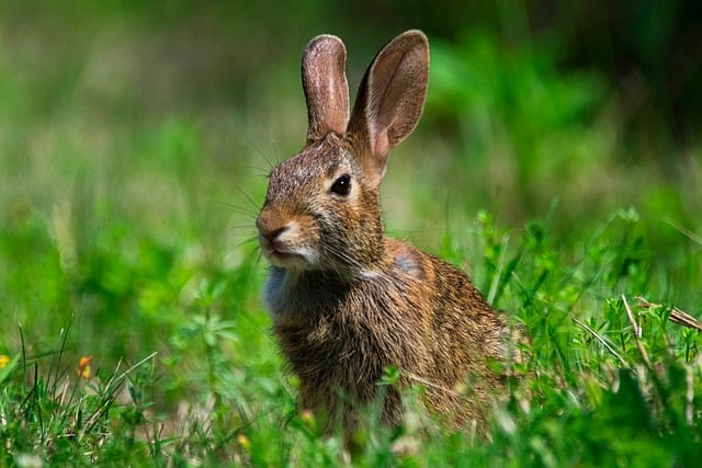sylvilagus
