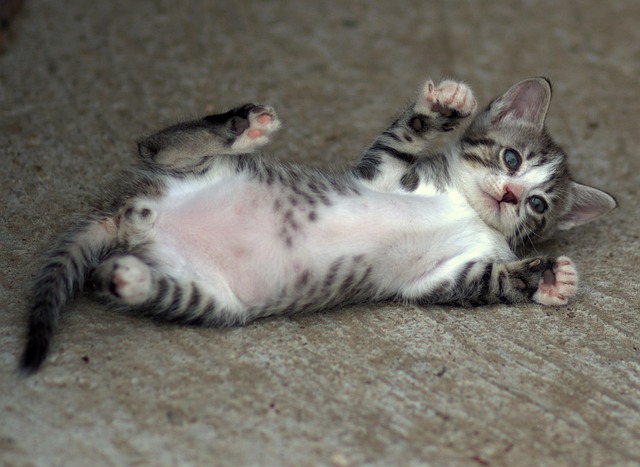 Hình ảnh minh họa ý nghĩa của từ sympathetic