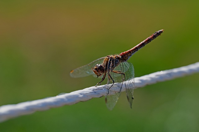 Hình ảnh minh họa ý nghĩa của từ symptoms