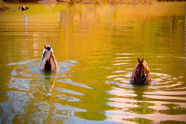 synchronized diving