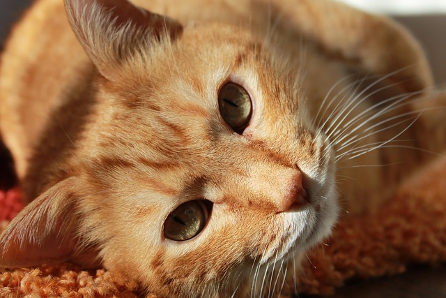 tabby