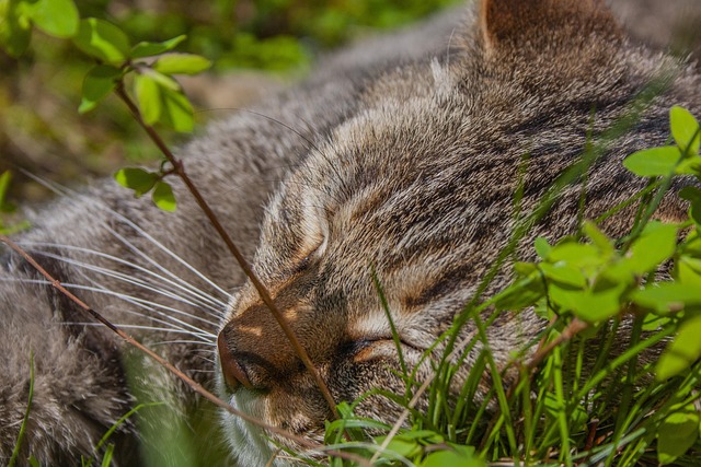 Hình ảnh minh họa ý nghĩa của từ tactile hair