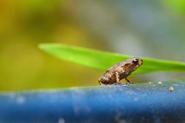 Hình ảnh minh họa ý nghĩa của từ tadpole