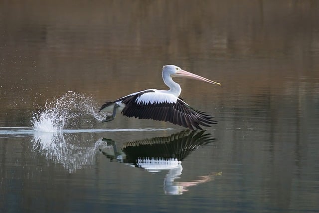 Hình ảnh minh họa ý nghĩa của từ take flight