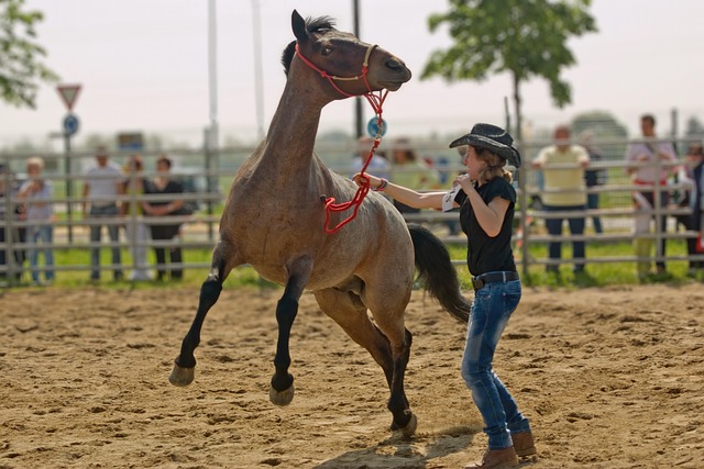 tame horse
