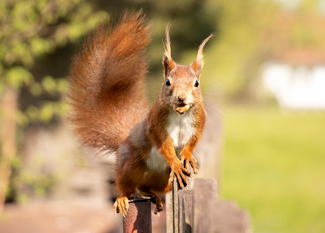 Hình ảnh minh họa ý nghĩa của từ tameness