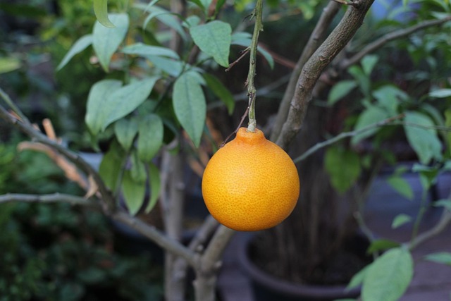 Hình ảnh minh họa ý nghĩa của từ tangerine